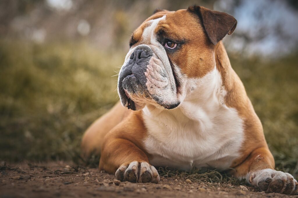 bulldog, animal, dog-7476727.jpg